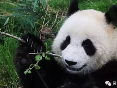【熊猫知识】大熊猫的食物