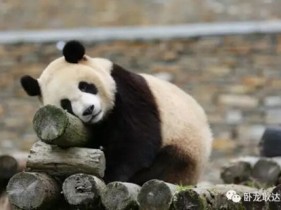 【熊猫知识】大熊猫的历史