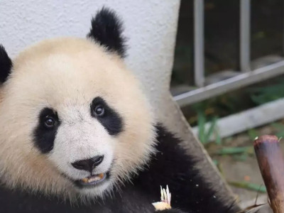 【熊猫知识】认识大熊猫