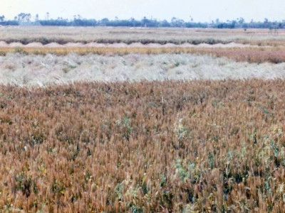 三国遗迹 | 成都有桑八百株——葛陌