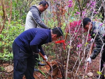 拥抱春天 播种绿色 ——芦笛景区增添缤纷色彩