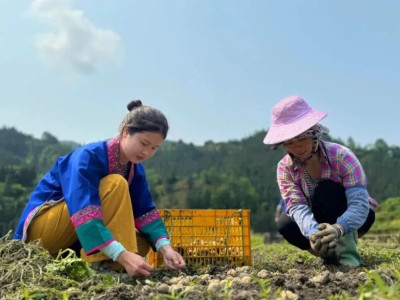 “土豆”变“金豆” 良口乡寨塘村喜获丰收