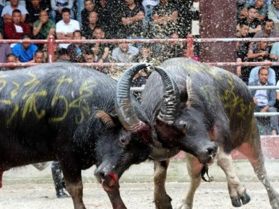 侗乡“五一”多彩民俗引客来