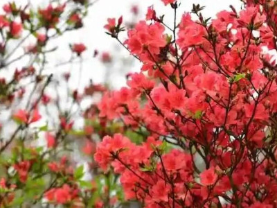 赏花好去处，桂林龙胜杜鹃花开待君来