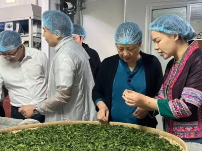 匠心传承 以茶富民——记2023年“柳州工匠”陈婉仪