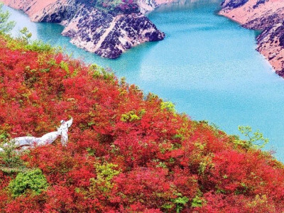 公告|“相约天湖，共赏杜鹃”主题摄影季活动获奖名单公布！