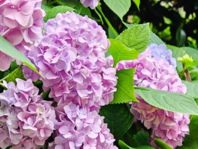 0元打卡！桂林家门口这个宝藏公园，花都开好了！