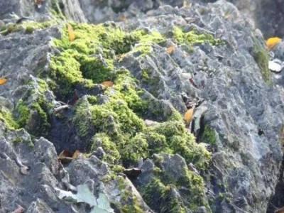 岩石上的小生命：苔藓与藻类