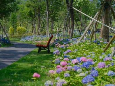 五月“顶流”绣球花海美到失语！趁人少我先冲了！