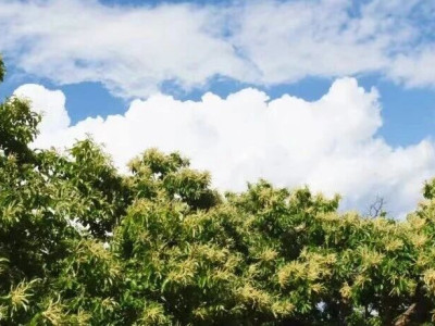 泰山景区大津口乡：五月栗花如银串 花香四溢满山间