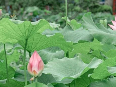 桂林第一波荷花开了
