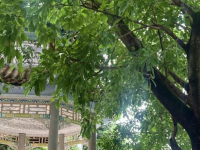 亭前摇筏，来“福”古镇