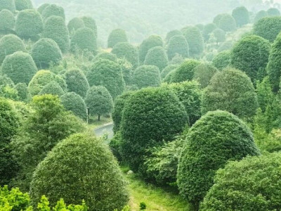 玩出新花样！桂林版“绿野仙踪”走红网络