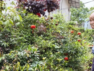 探访桂林百岁老人 | 爱喝油茶！党龄68年的百岁老人潘世康