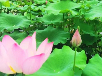 园博园鼠尾草、马鞭草、荷花开了！速来，出大片啦！