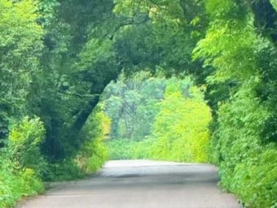 这些“绿色隧道”，是我们热爱桂林生活的理由之一