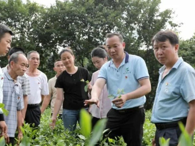 三江侗兴源公司：倾情帮扶茶业旺 村企抱团富路宽