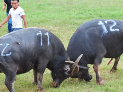 为荣誉而战——石林撒尼人的斗牛