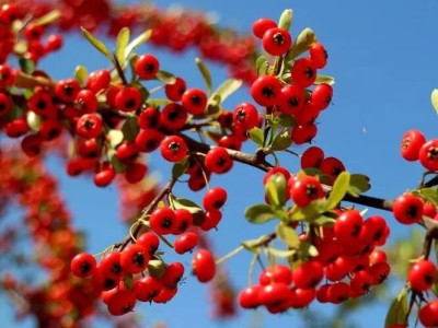 火把果红了，火把节就要到了！