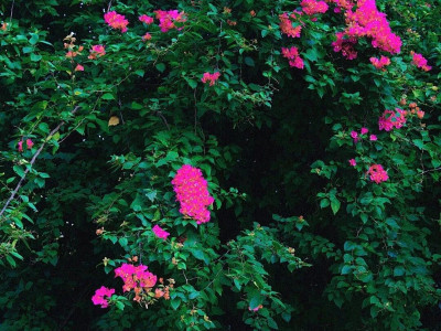 如果桂林荔浦的夏天有热搜...