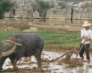 石海漫游之野趣石林