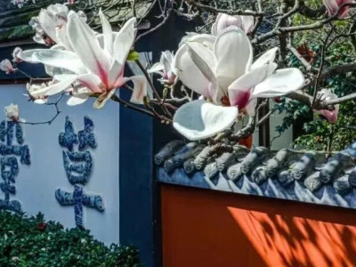 七夕情深，奏响在成都文化地标中的古相思曲