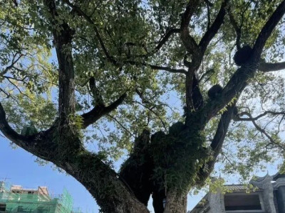 桂林古树名木摄影大赛结果出炉！一起来看→