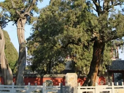 灵柯傲霜倚碧峦 汉柏凌寒咏千年