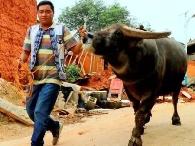 有故事：高绍忠和他的“牛战士”