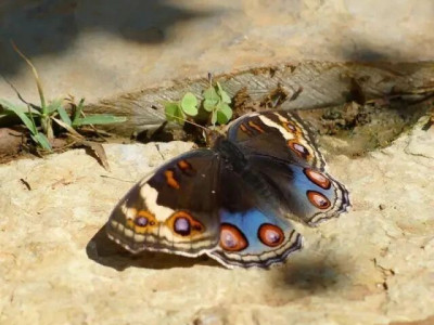 清秋石林——秋虫的呢喃