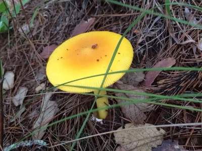 清秋石林——野菇的盛放