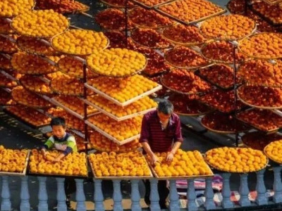 平乐柿饼技艺如何成为自治区非遗瑰宝？揭秘背后故事！