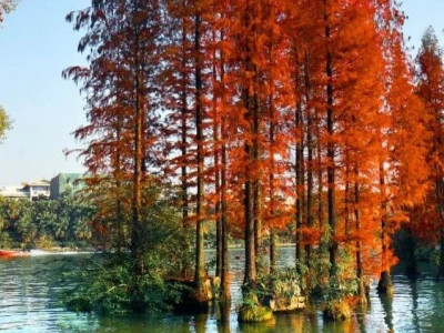 桂林旅游股份有限公司纪委：创新监督模式 提升监督质效