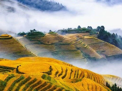 2024龙脊梯田稻谷收割时间表来了！