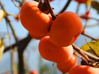 关于开展红岩村景区旅游安全集中整治的通告