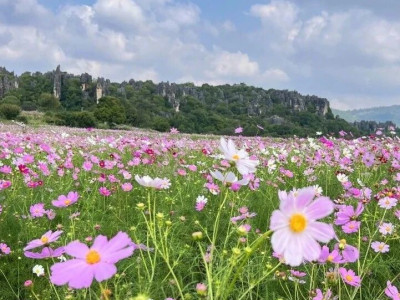 花开时节又逢君：乃古石林波斯菊花海之约