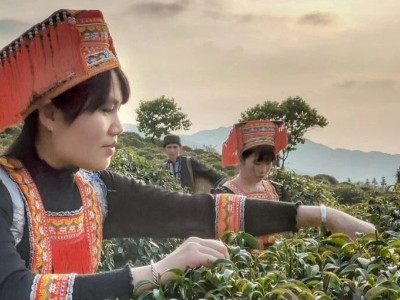 李商隐作诗钟情之饮！揭秘非遗平乐石崖茶的魅力