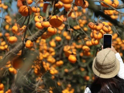 “丰”景如画“柿”业红----我县月柿景观已经进入最佳观赏期