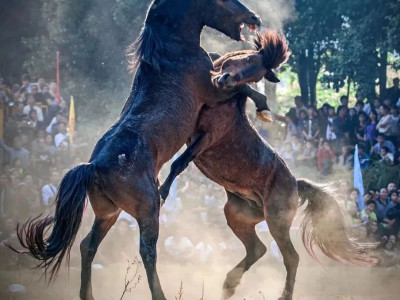 融水举行新闻发布会，今年苗族芦笙斗马节将这样举办……