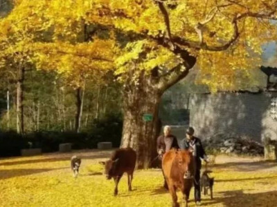 探秘千家洞·同心林，千年银杏树下的时光密语！