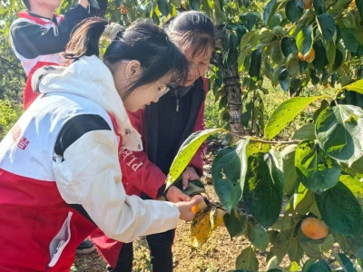 志愿红映照“柿”野，暖心助农采摘忙