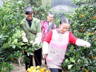 又到脐橙丰收时 满山硕果挂枝头