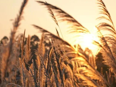 如梦似幻、唯美浪漫！桂林芒草景观太震撼