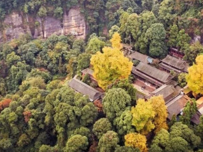 都江堰这五棵千年银杏，封神！