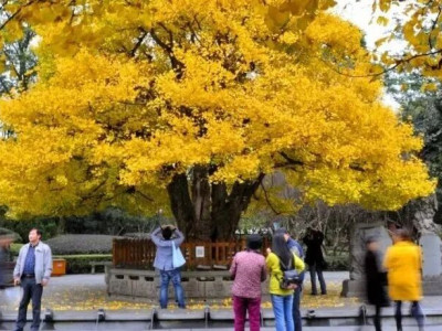 请把这篇转发给每个在等成都银杏叶黄的ta！