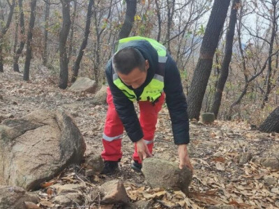 巴山管理区开展越冬虫情调查