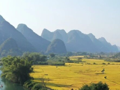 遇龙河畔稻香浓，金色海洋醉人心