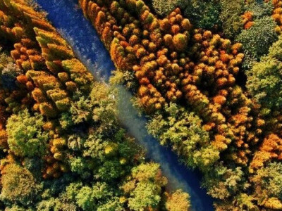 都江堰最被忽视的初冬盛景，藏在花蕊故里！