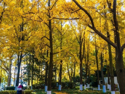 你知道吗？来玄武湖赏银杏，除了梁洲，还有......