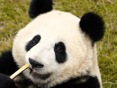 熊猫大百科丨古今大熊猫生理构造的变化